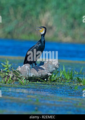 Kormoran steht auf Rock Stockfoto