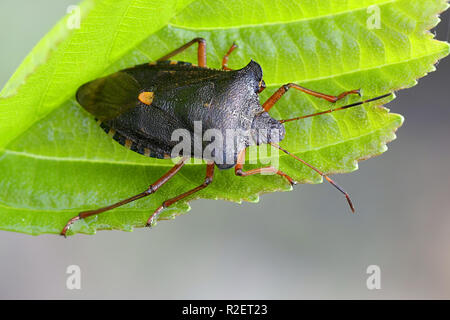 Wald Bug oder Red-legged shieldbug, Pentatoma rufipes Stockfoto