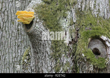 Krabbe - von - die - Holz, auch als Schwefel polypore und Schwefel Regal Stockfoto