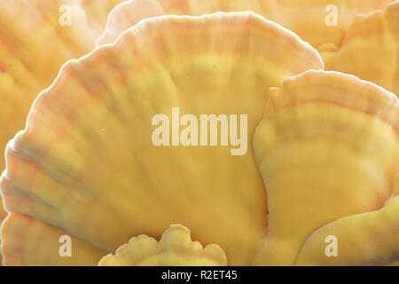 Krabbe - von - die - Holz, auch als Schwefel polypore und Schwefel Regal Stockfoto