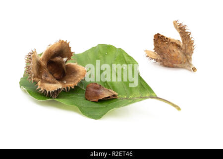 Die Buche (Fagus sylvatica) Masten und Muttern auf Blatt isoliert auf weißem Stockfoto