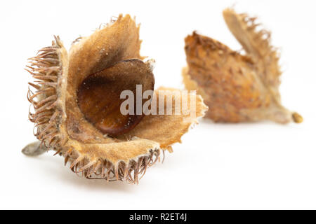 Die Buche (Fagus sylvatica) Masten mit Saatgut Makro Stockfoto