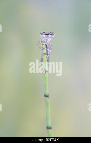 Blau featherleg, auch "white-legged damselfly, Platycnemis pennipes Stockfoto