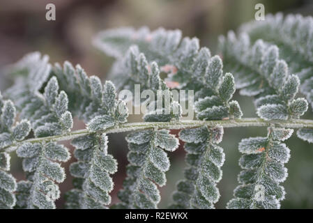 Farnblätter mit Rauhreif Makro abgedeckt Stockfoto