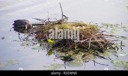 Ein Nest voller Eier Stockfoto