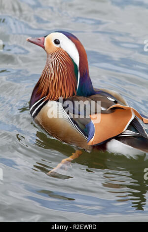 Mandarinente Aix galericulata. Drake oder männliche Zucht im Gefieder. Sexuell dimorphic Arten. ​ Stockfoto