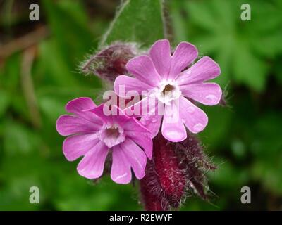 Red Campion Stockfoto