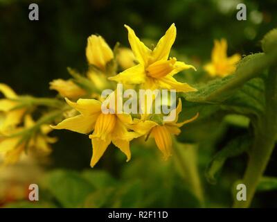 Tomate, Blüte 2 Stockfoto