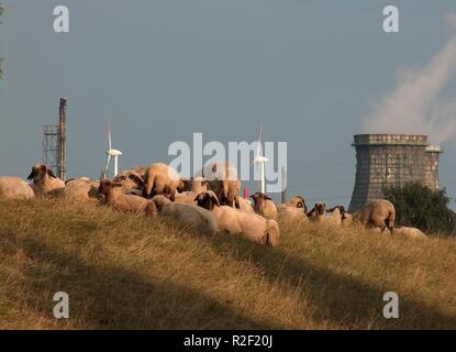 Schafe im industriellen Bereich Stockfoto