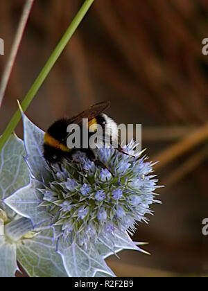 Hummel auf Thistle Stockfoto