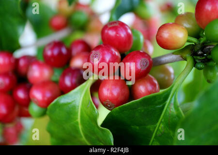 Geschlossen bis Bündel rote reife Kaffeekirschen auf seinem Ast bereit für die Ernte Stockfoto