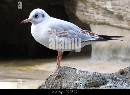 Lachmöwe Stockfoto