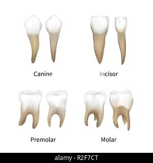 Festlegen von realistischen menschlichen Zähnen Arten isoliert auf weißem Stock Vektor