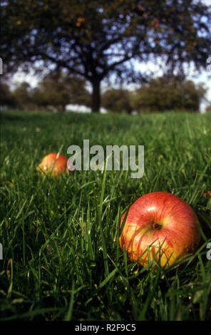 der Apfel fällt nicht weit vom Stamm Stockfoto