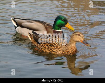 Entenpaar im Wiener Stadtpark Stockfoto