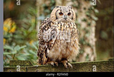 Eurasischen Uhu (Bubo bubo) ist eine Pflanzenart aus der Gattung der Uhu in Eurasien befindet. Stockfoto