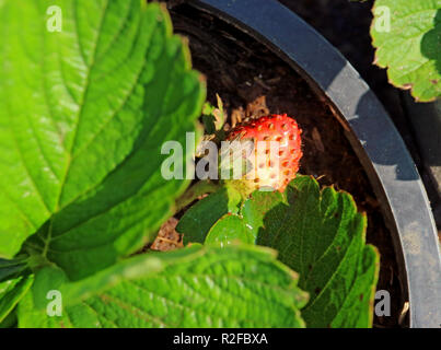 Die Hälfte reife Erdbeere unter leuchtend grüne Blätter im Sonnenlicht. Stockfoto
