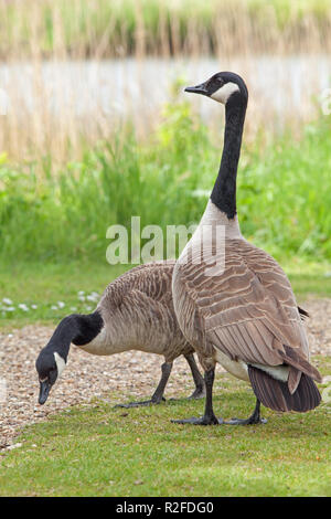 Kanadagänse (Branta canadensis). Paar. Sexuell Monomorph. Permanente paar Bond. Eingeführte Arten. In Deutschland eingebürgert. Stockfoto