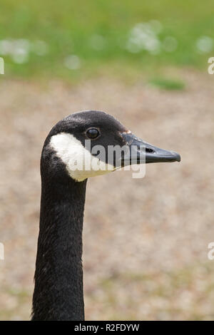 Kanadagans (Branta canadensis). Kopf Profil. Close Up. Gesichtsausdrücke. Bill, Schnabel. Augenkontakt. Weiß Kinnriemen. Porträt. Broadland. Norfolk. UK. Stockfoto