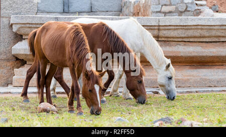 Drei Pferde grasen Gras in einem Feld eine weiße und zwei braune Stockfoto