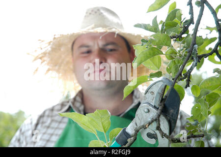 Baumpflege Stockfoto