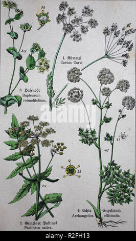 Digital verbesserte Reproduktion, Apiaceae oder Umbelliferae, Kümmel, auch bekannt als Meridian Fenchel, Kümmel und Persisch, Pastinake, Pastinaca Sativa, Bupleurum rotundifolium L., Angelica archangelica, allgemein bekannt als Garten Angelica, wilde Sellerie und norwegischen Angelica, von einer ursprünglichen Drucken aus dem 19. Jahrhundert Stockfoto