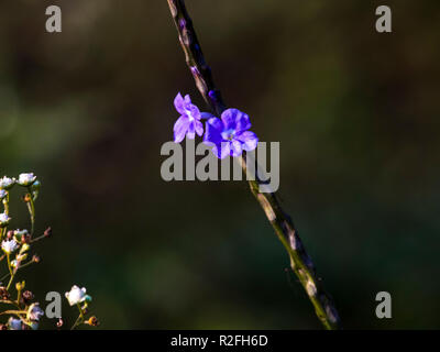 Winzige violette Blumen im Wald gewachsen Stockfoto