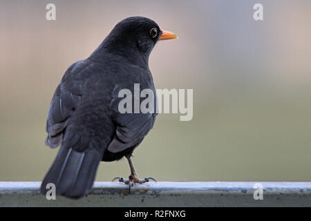 Blackbird in Lauerstellung Stockfoto