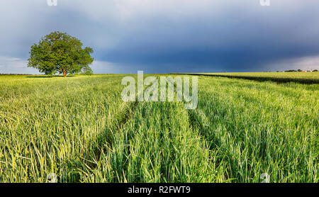 Sommerweizen feld landschaft mit Weg Stockfoto