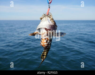 Meer Fische Lophius Piscatorius an Angel Stockfoto