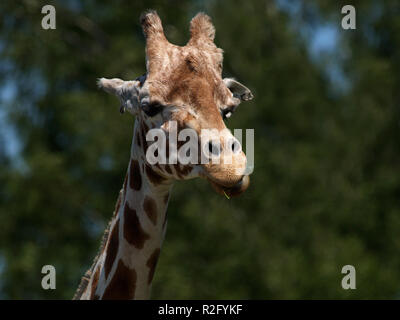 Giraffe Stockfoto