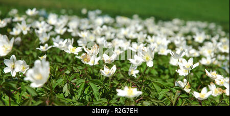 Meer u200bu200bof u200bu200bflowers Stockfoto