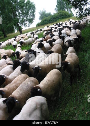 Schafherde Stockfoto