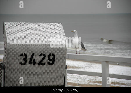 neugierig Möwe Stockfoto