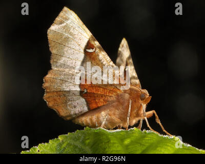Mond fleckenspanner Stockfoto