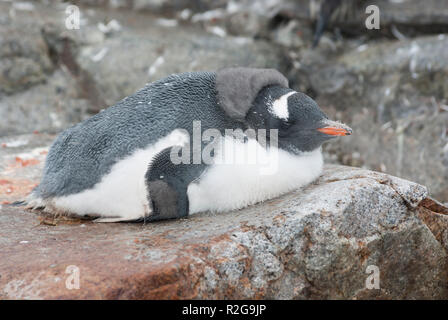 Junge Gentoo Pinguin mit dem Rest der Flusen, die Lügen und schläft auf einem Stein in der Nähe der Kolonie Stockfoto