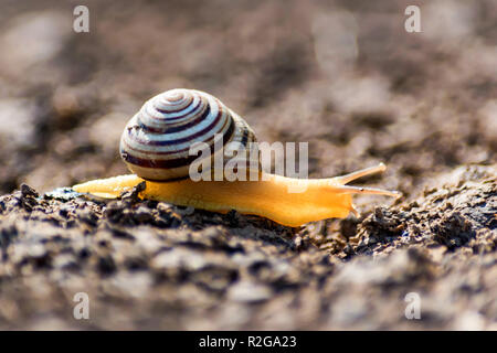 In der Nähe der Schnecke kriecht auf dem Boden Stockfoto