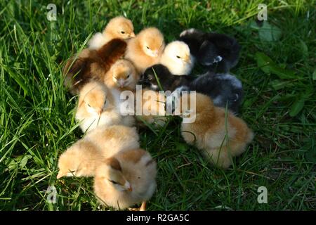 Frisch geschlüpft Stockfoto