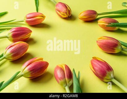 Delicate fresh tulips on yellow background. Top view. Stockfoto