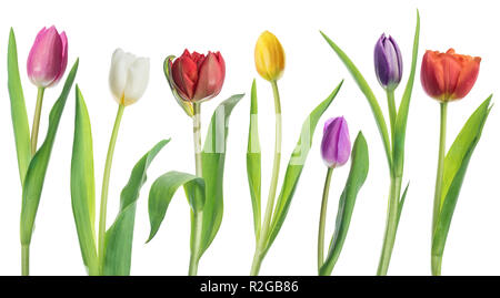 Reihe von bunten Angebot Tulpen auf weißem Hintergrund. Stockfoto