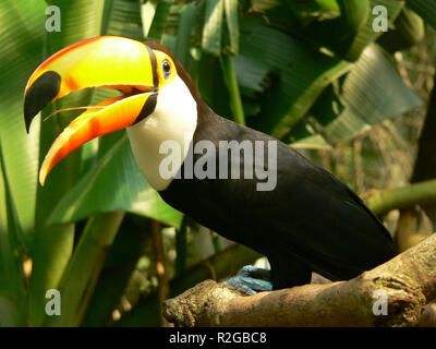 Ich mag tucan Stockfoto