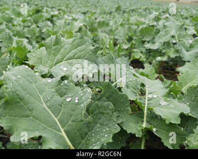 Wassertropfen auf dem Blatt nach dem Regen Stockfoto
