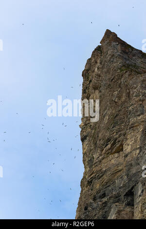 Nesting Cliff für dreizehenmöwen und trottellummen an Trygghamna, Isfjorden in Svalbard Stockfoto