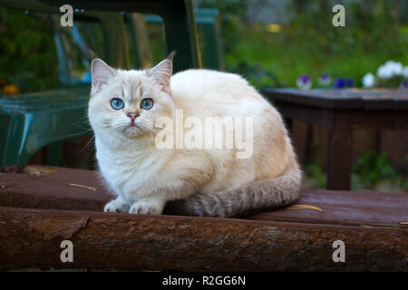 Britisch Kurzhaar Katze sitzt auf einer Bank im Garten und Blick in die Kamera. Die Farbe der Katze ist schwarz golden shaded mit blauen Augen. Stockfoto