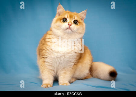 Golden britische Katze mit einem flauschigen Schwanz sitzt vor der Kamera auf einem blauen Hintergrund und sieht auf. Britisch Kurzhaar Kater BRI NY 12-schwarz golden Stockfoto