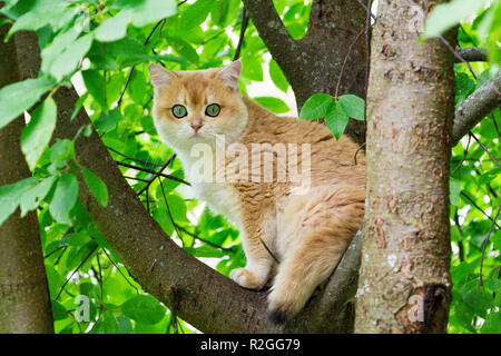 Katze sitzt auf einem Baum. Golden britische Katze mit grünen Augen stieg auf einen Baum und sitzt auf einem Ast unter den grünen Blättern in die Kamera schaut. Katze auf den Stockfoto