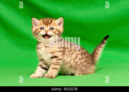 Lustige kleine gefleckte Golden British Kätzchen in die Kamera schaut und sagt Miau, stehend auf einem grünen Hintergrund Stockfoto