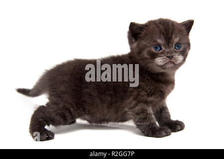 Kleine schwarze rauchige Britischen Kätzchen steht in voller Höhe auf weißem Hintergrund Stockfoto