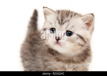 Grau-weißen flauschigen whiskered Britischen Kätzchen close-up auf weißem Hintergrund komisch aussehende an Kamera Stockfoto