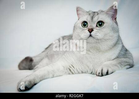 Grosse schöne silbrig Britische Katze mit großen grünen Augen liegt auf einem hellen Hintergrund. Britisch Kurzhaar Kater BRI NS 11 schwarz silber schattiert. Stockfoto